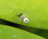 Nigma puella